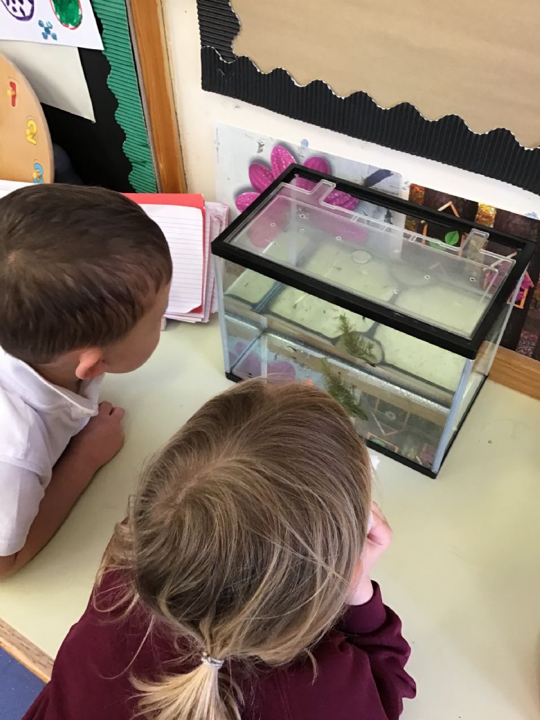 Looking at tadpoles